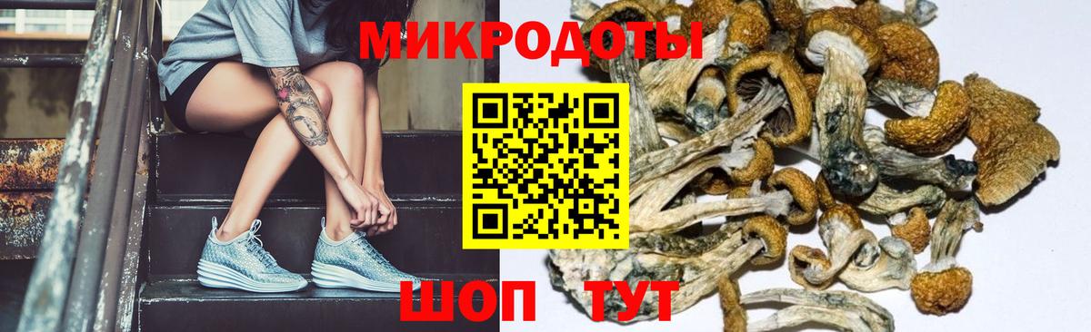 Псилоцибиновые грибы Psilocybe Алейск