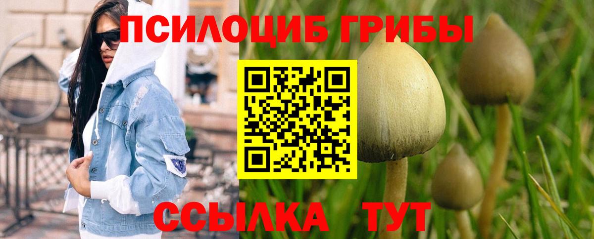 Псилоцибиновые грибы Psilocybe Алейск